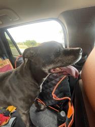 Found/Stray Male Dog last seen 6th ave and Simms/Union, Denver, CO 80204