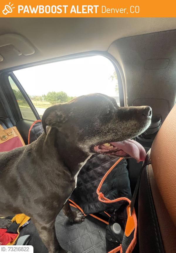 Found/Stray Male Dog last seen 6th ave and Simms/Union, Denver, CO 80204