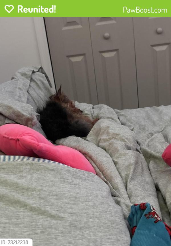 Reunited Female Dog last seen Garrison Blvd, Baltimore, MD 21207