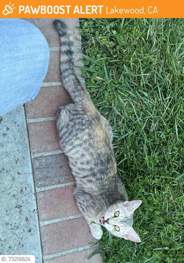 Found/Stray Female Cat last seen Lomina and Centralia. Near Lakewood High., Lakewood, CA 90808
