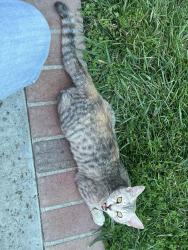 Found/Stray Female Cat last seen Lomina and Centralia. Near Lakewood High., Lakewood, CA 90808