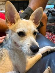Reunited Female Dog last seen first stop onto 183 North, where the road dead ends, Austin, TX 78759