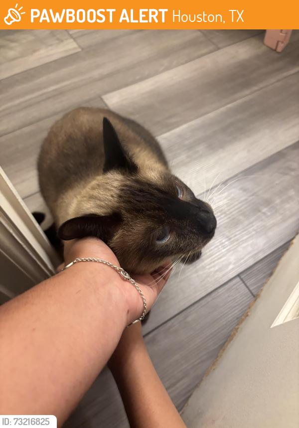 Found/Stray Unknown Cat last seen scenic woods area, Houston, TX 77016