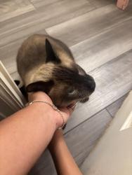 Found/Stray Unknown Cat last seen scenic woods area, Houston, TX 77016