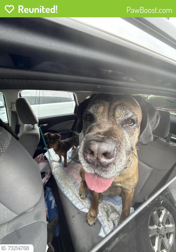 Reunited Male Dog last seen The shaffner Inn, Winston-Salem, NC 27101