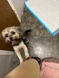 Reunited Female Dog last seen East 54th street and Glenwood RD, Brooklyn, NY 11234