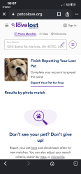 Lost Female Dog last seen Silver Globe Road, Marietta, OH 45750