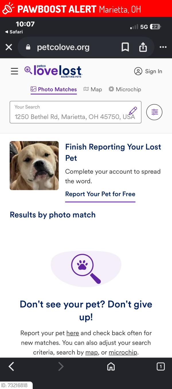 Lost Female Dog last seen Silver Globe Road, Marietta, OH 45750