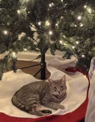 Reunited Male Cat last seen rustling chestnut st, Harris County, TX 77389