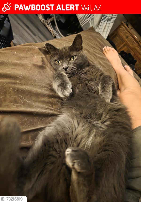 Lost Male Cat last seen Houghton Rd and Forrest Feezor St Near Corona Foothills middle school, Vail, AZ 85641