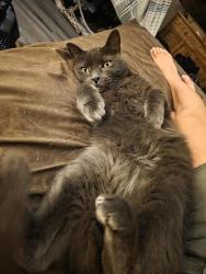 Lost Male Cat last seen Houghton Rd and Forrest Feezor St Near Corona Foothills middle school, Vail, AZ 85641
