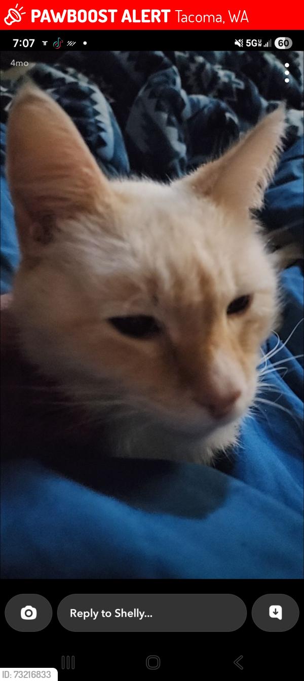 Lost Male Cat last seen Portland ave wright ave, Tacoma, WA 98404