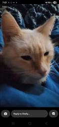 Lost Male Cat last seen Portland ave wright ave, Tacoma, WA 98404
