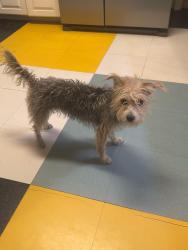 Found/Stray Female Dog last seen Lawrence Ave, Barrington, NJ 08007