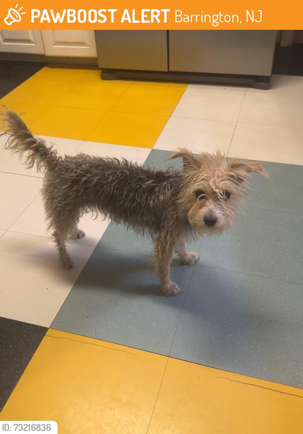 Found/Stray Female Dog last seen Lawrence Ave, Barrington, NJ 08007