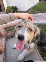 Found/Stray Female Dog last seen VERMONT AND KERN STREET, Muscoy, CA 92407
