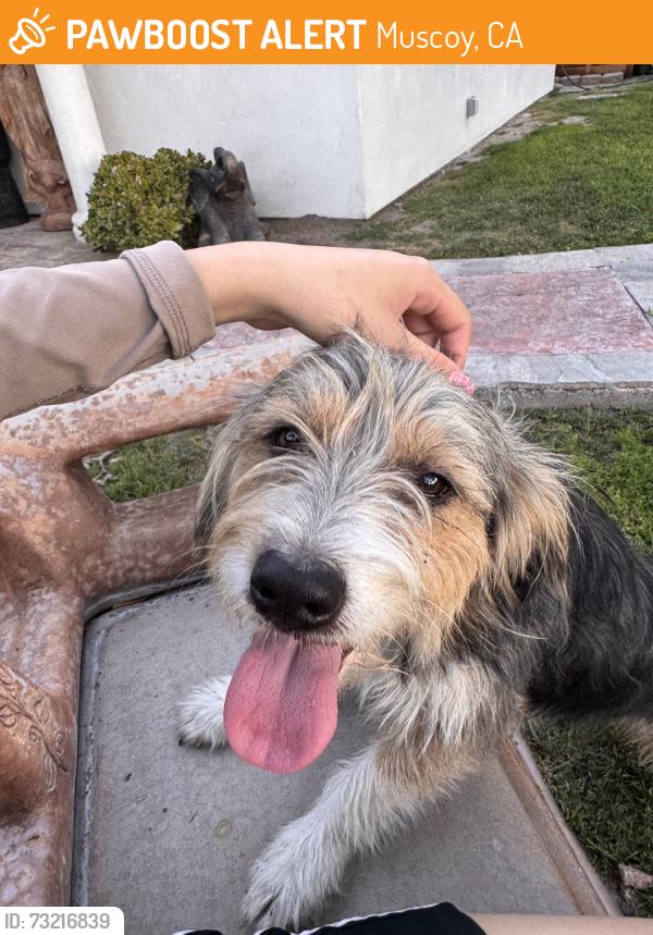 Found/Stray Female Dog last seen VERMONT AND KERN STREET, Muscoy, CA 92407