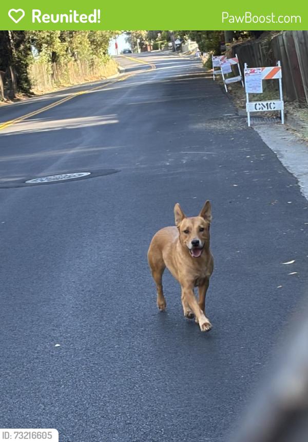 Reunited Male Dog last seen Near Monterey Blvd, Oakland, CA 94602, USA, Oakland, CA 94602