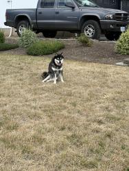 Reunited Male Dog last seen Hollydale elementary, Gresham, OR 97080