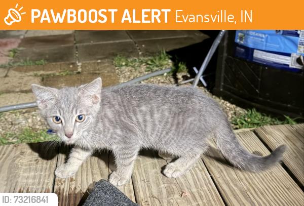 Found/Stray Unknown Cat last seen Lloyd espeessway, Evansville, IN 47712