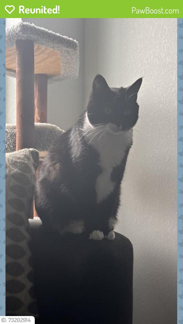Reunited Female Cat last seen Emily St, Castle Rock, CO 80109