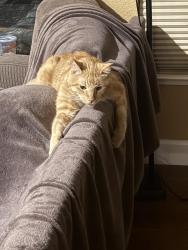 Reunited Male Cat last seen Catta verdera golf course, Lincoln, CA 95648