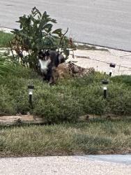 Found/Stray Unknown Cat last seen Merril st Beloit Wi., Beloit, WI 53511