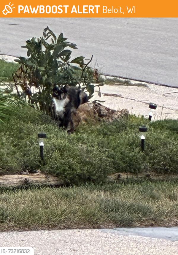Found/Stray Unknown Cat last seen Merril st Beloit Wi., Beloit, WI 53511