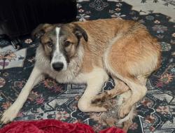 Reunited Female Dog last seen At home went outside to use bathroom never came back, Bentley, MI 48613