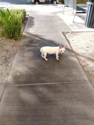 Found/Stray Female Dog last seen Univerity pkwy & interchnage dr, San Bernardino, CA 92407