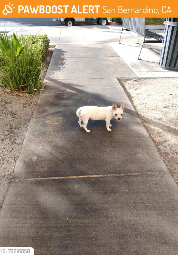 Found/Stray Female Dog last seen Univerity pkwy & interchnage dr, San Bernardino, CA 92407