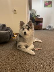 Lost Female Dog last seen 14th Nicollet, Minneapolis, MN 55403