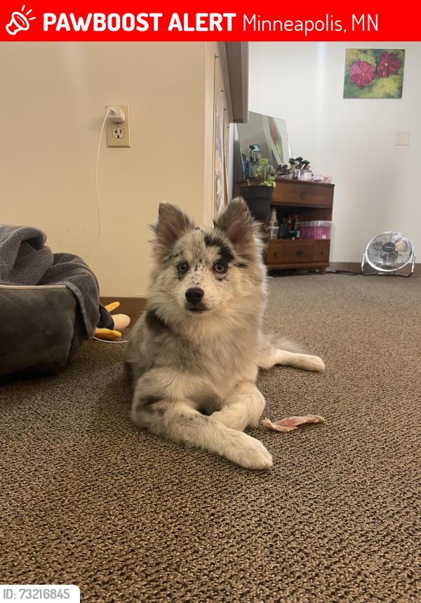Lost Female Dog last seen 14th Nicollet, Minneapolis, MN 55403