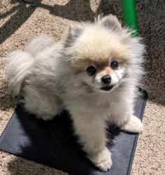 Reunited Male Dog last seen Near NE 112th Ave, Portland, OR 97220, USA, Portland, OR 97220