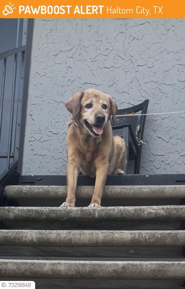 Found/Stray Male Dog last seen Fuel and Ride gas stop, Haltom City, TX 76117