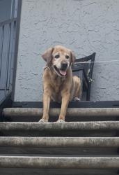Found/Stray Male Dog last seen Fuel and Ride gas stop, Haltom City, TX 76117