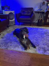 Found/Stray Male Dog last seen 6th & Union Lakewood CO, Lakewood, CO 80215