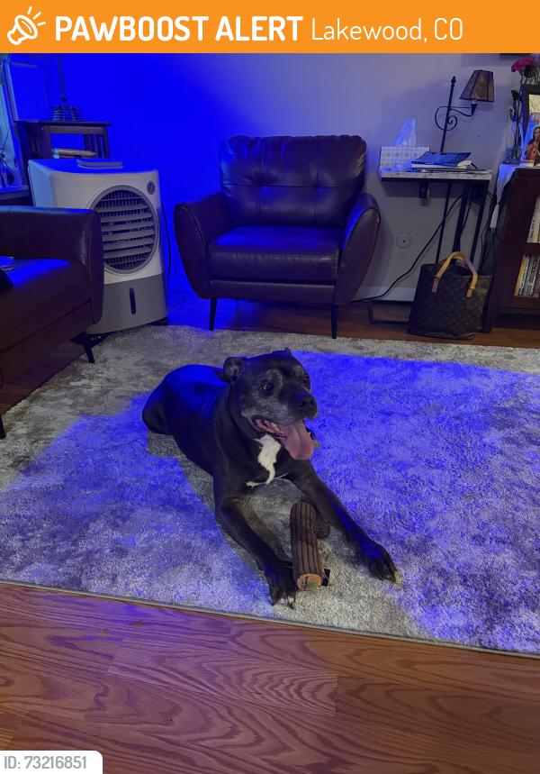 Found/Stray Male Dog last seen 6th & Union Lakewood CO, Lakewood, CO 80215