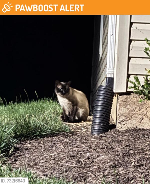 Found/Stray Unknown Cat last seen Lee hill school drive, Massaponax church road, Spotsylvania County, VA 22408