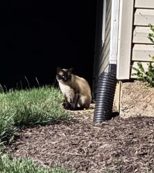 Found/Stray Unknown Cat last seen Lee hill school drive, Massaponax church road, Spotsylvania County, VA 22408