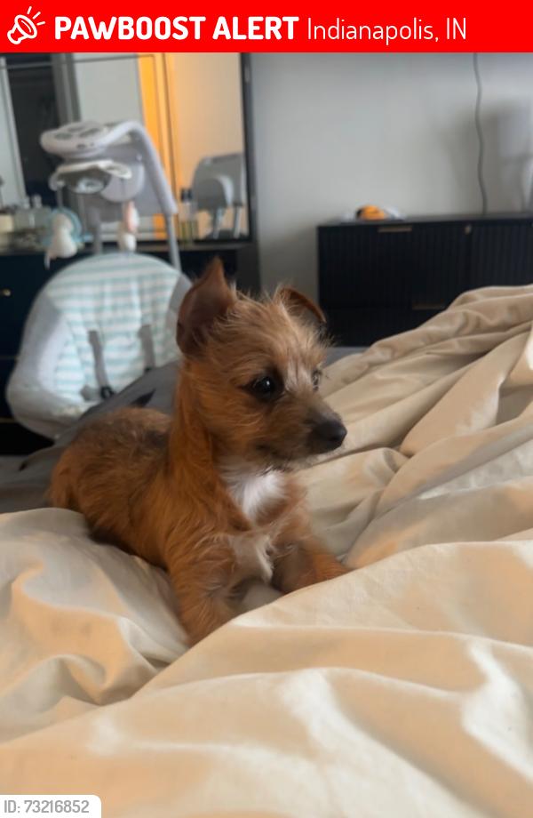 Lost Female Dog last seen Country club place and 21st and girl school, Indianapolis, IN 46234