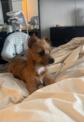 Lost Female Dog last seen Country club place and 21st and girl school, Indianapolis, IN 46234