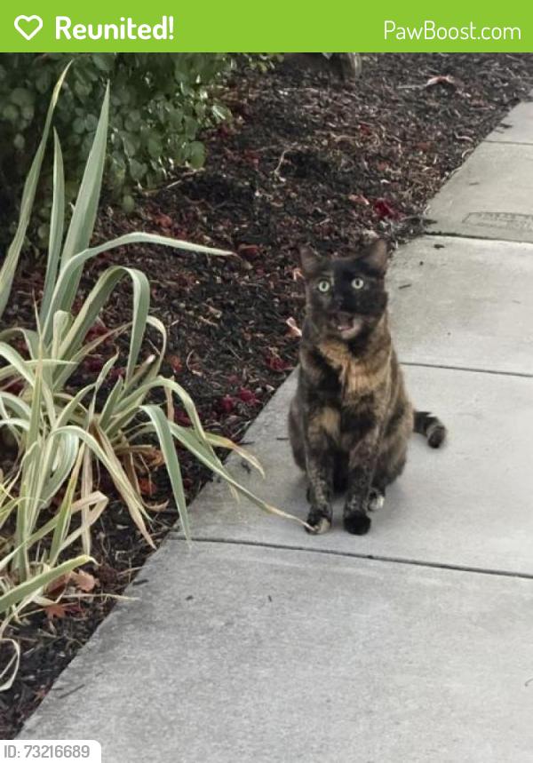 Reunited Unknown Cat last seen On California Street between Maple and Laurel Street, Oakland, CA 94619