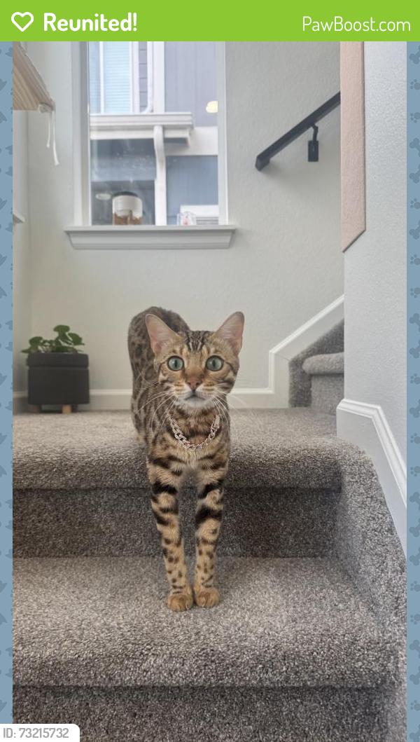 Reunited Male Cat last seen 63rd & Siegel, Commerce City, CO 80022