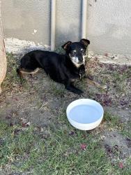 Found/Stray Unknown Dog last seen Leafdale and Michael hunt, South El Monte, CA 91733