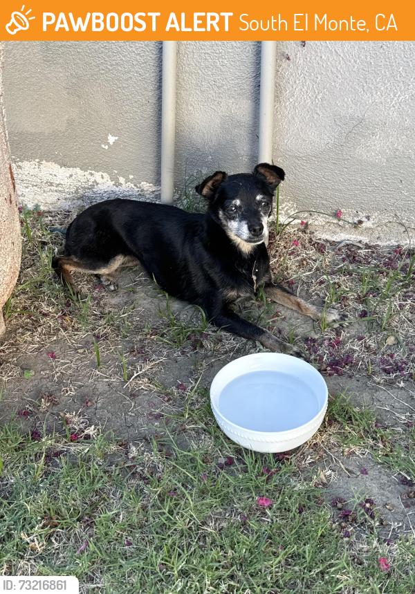 Found/Stray Unknown Dog last seen Leafdale and Michael hunt, South El Monte, CA 91733