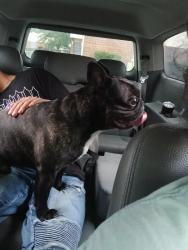 Found/Stray Male Dog last seen Crawford rd Clinton collage, Rock Hill, SC 29732