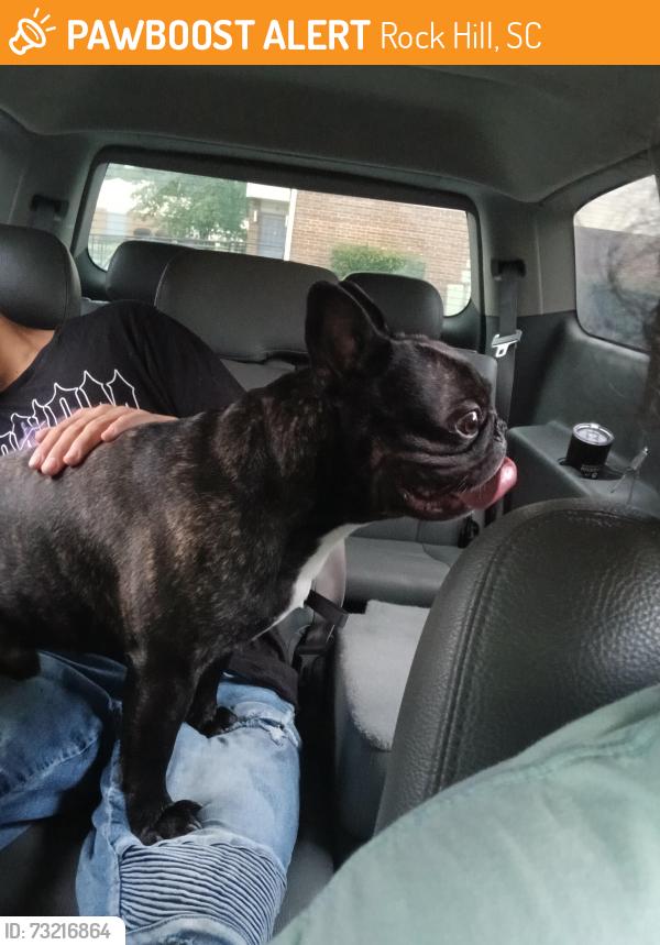 Found/Stray Male Dog last seen Crawford rd Clinton collage, Rock Hill, SC 29732