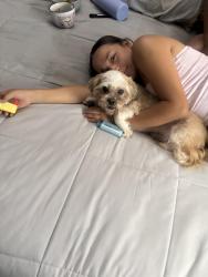 Lost Male Dog last seen 98th and sage, Albuquerque, NM 87121
