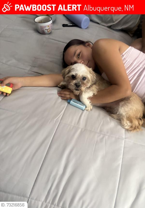 Lost Male Dog last seen 98th and sage, Albuquerque, NM 87121